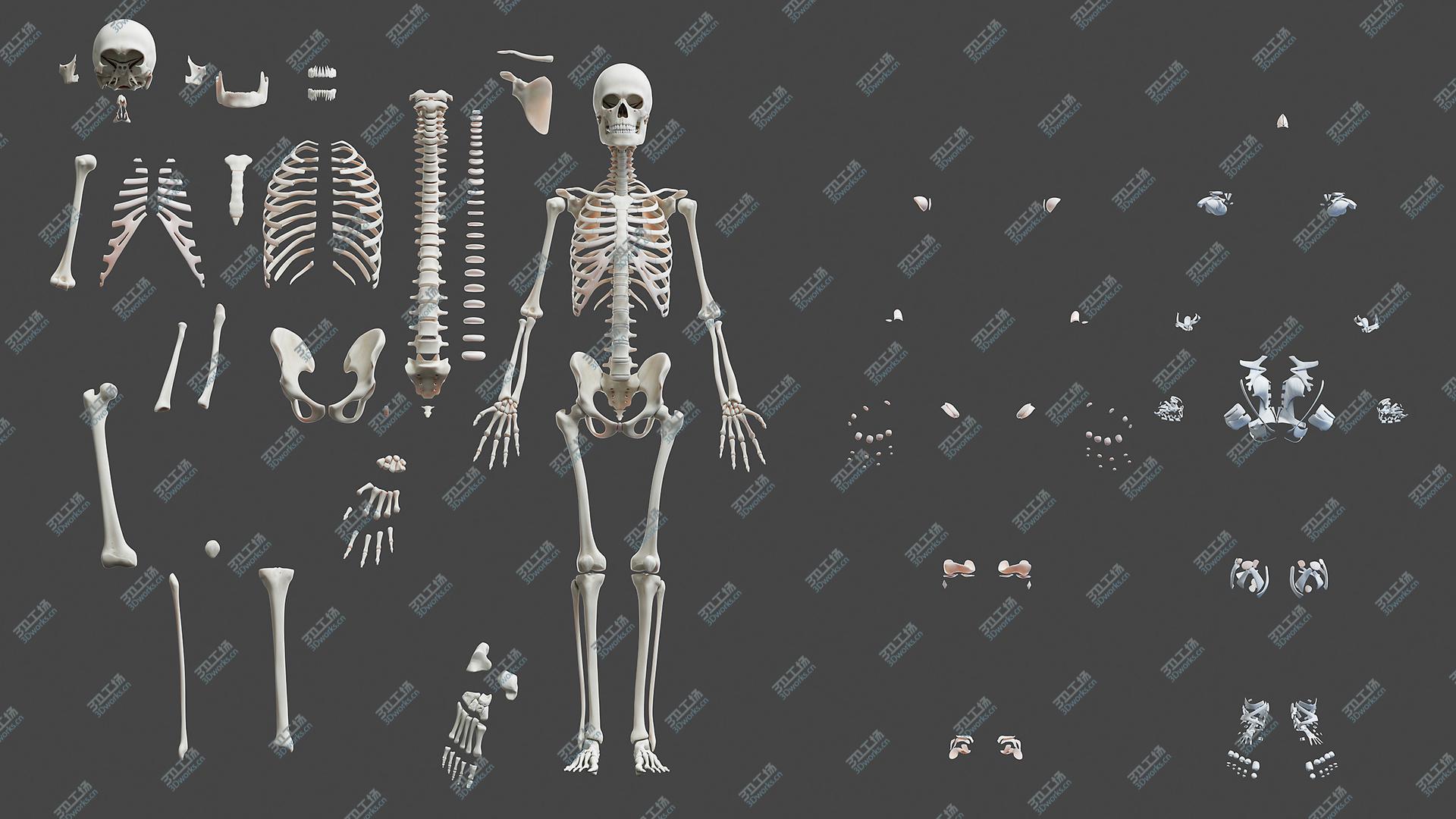 images/goods_img/20210313/3D model Full Obese Female Anatomy/4.jpg